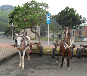 ¡Primera fase de sustitución de vehículos de tracción animal en Manizales e Itagüí!