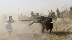 Expediente sancionador contra el Toro de la Vega