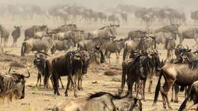 Tribu Masai, desalojada para el beneficio de cazadores de leones