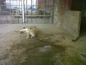 Encadenado y enjaulado hallaron un león durante allanamiento