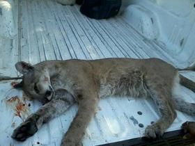 PolicÃas mataron a un puma en Jalisco. ¡Exijamos justicia!