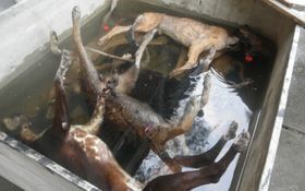 Piura: La fiscalía espera denuncias de dueños de perros hallados muertos en universidad