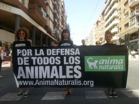 Manifestación antitaurina en Alicante por unas hogueras de San Juan sin sangre