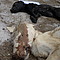Maltrato en Sociedad Protectora de Animales