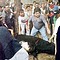 Condenado por amenazar a una activista opuesta al Toro de la Vega
