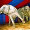 Propuesta de ley para prohibir circos CON animales en el D.F.
