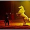 ¡Denuncia al Circo Solary!