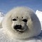 UE prohibe comercio de artículos de foca