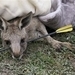 Matanza de canguros despierta la ira de defensores de los animales