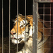 Bolivia: primer pais en Sudamérica en prohibir los Circos Con Animales