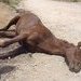 13 caballos muertos en el Rocío