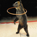 Vuelve a Canarias el Gran Circo Mundial, con más animales. ¡Protesta ya!