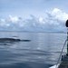 Observación de ballenas genera más dinero que la caza