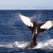 Noruega interrumpe caza de ballenas por falta de demanda