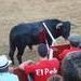 Baleares prohibe las becerradas ¡Felicita a la Conselleria de Interior!