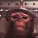 Médicos se oponen a instalación de laboratorio de primates en Puerto Rico
