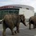 Zara no empleará diseños del circo Ringling al demostrarse el maltrato animal