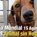 Día Internacional del Animal Sin Hogar