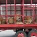 Circo culpable de maltrato animal 