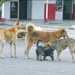 Envenenan perros callejeros para evitar proliferación  en Santa Marta