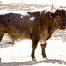 Envía carta de protesta contra el Toro de la Vega