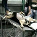 Se disfraza de enfermera para salvar a perro secuestrado en un hospital