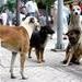 Cárcel de entre 1-6 años para maltratadores de animales propone proyecto de ley