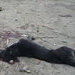 Firma contra la matanza de perros en Qinhuangdao (China)