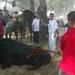 ¿Prohibirías el Toro de la Vega? 