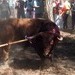 Opinión acerca del Toro de la Vega