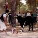 Unas trescientas personas matarán a lanzazos al Toro de la Vega