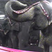 PETA y AnimaNaturalis denuncian los malos tratos a los animales de un circo 