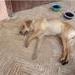Asesinato masivo de perros en El Carmen de Viboral, Antioquia. ¡ACTÚA YA!