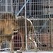 Sant Quirze de Besora prohibe los circos con animales