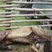 Buscarán a los responsables del maltrato al caballo en Cali