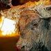 Segunda protesta contra el Toro de Jubilo en Medinaceli
