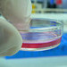 Método de investigación in vitro podría evitar experimentación con animales