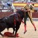 Taurinos exigen que vuelva 