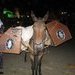Gran logro contra la cabalgata en Pasto