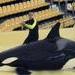 Una orca mata a su entrenador al atacarlo en un ensayo