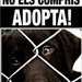 AnimaNaturalis continúa la campaña contra la venta de animales