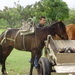 Pereira: Segunda Ciudad de Colombia que remplazará Caballos por Motocarros!