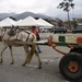 Gran éxito : No habrá más caballos carreteros en Sabaneta