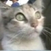 ¡Protesta contra el consumo de gatos en Perú!