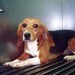 El IVIC probará en animales para perfeccionar métodos endoscópicos