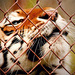 AnimaNaturalis logra el compromiso del circo Williams de prescindir de animales!