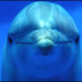 Según científicos:  los delfines deben ser tratados como “personas no humanas”