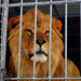 Veinticinco leones rescatados en Bolivia irán a EE.UU. la próxima semana