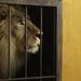 25 leones rescatados de circos en Bolivia ya llegaron a EE.UU