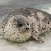 Canadá comenzará la matanza de focas, y aumentará la cuota este año